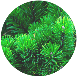 Fir Balsam Needle (Abies balsamea) Essential Oil